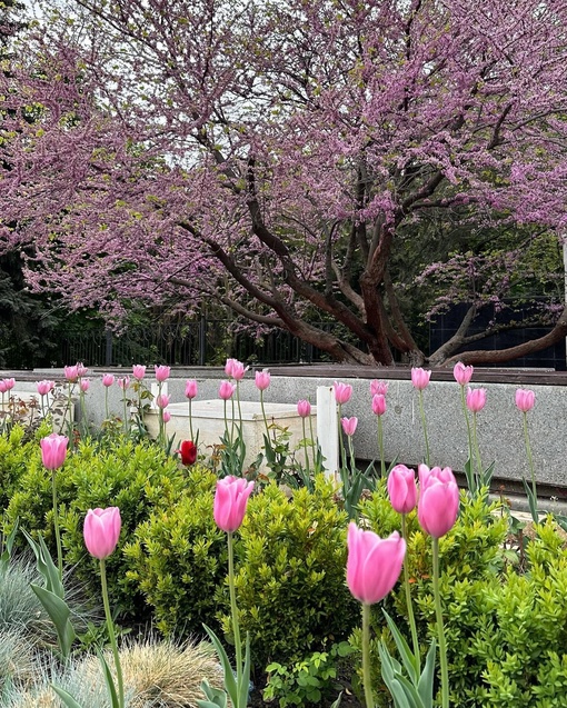 Ростов утопает в розовом цвете 💕

📸 Ирина..