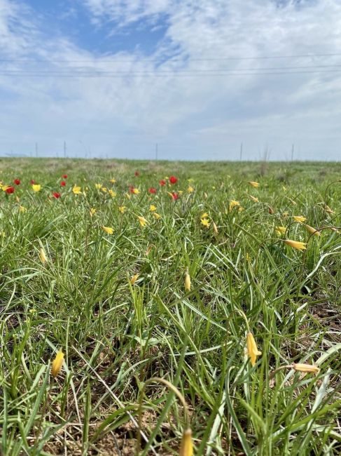 Под Волгоградом зацвели степные тюльпаны 🌷

Такой красотой можно насладиться на полях, расположенных на..
