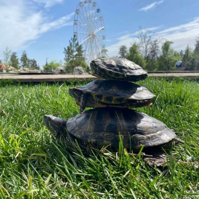 Ура, милашки-черепашки снова с нами 🐢🐢

В ЦПКиО в водоём под открытым небом выпустили несколько десятков..