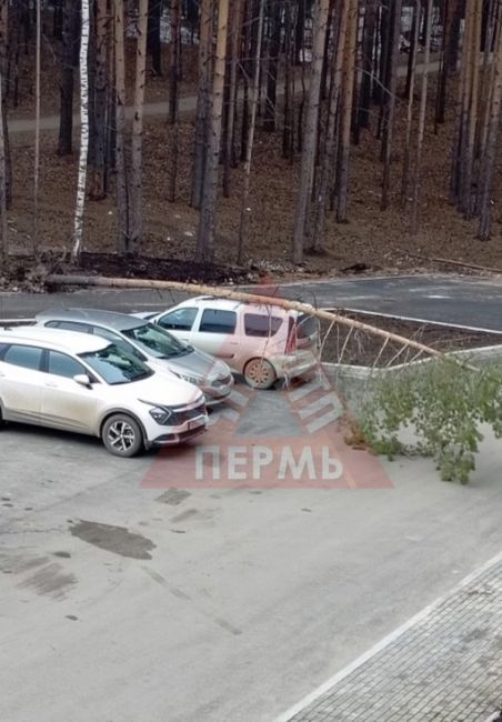 От подписчиков 

Докучаева 23, упало дерево прямо на машину. Порывы ветра очень сильные, будьте..