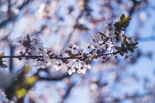 Красивое цветение потихоньку заканчивается 🌺

Успели насладиться? 

📸Денис..