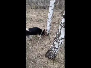 Жители Новосибирска выразили недовольство из-за незаконного скотомогильника

Незаконный скотомогильник..