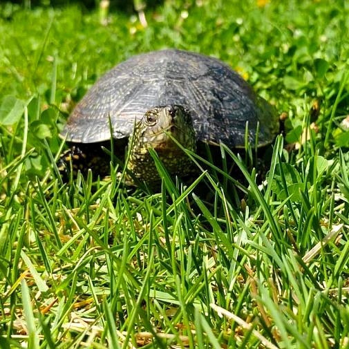 Ура, милашки-черепашки снова с нами 🐢🐢

В ЦПКиО в водоём под открытым небом выпустили несколько десятков..