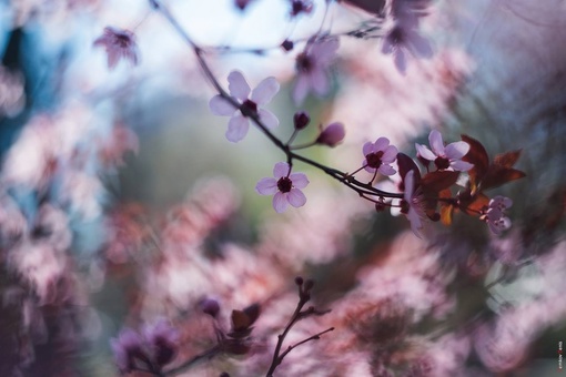 Красивое цветение потихоньку заканчивается 🌺

Успели насладиться? 

📸Денис..