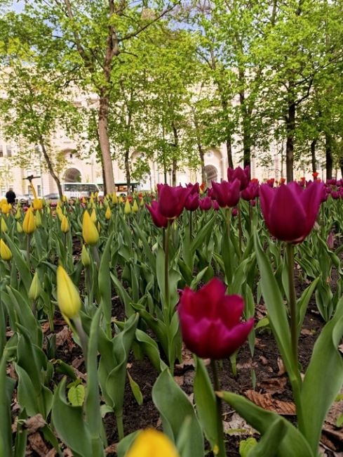 Тюльпаны в Петровском сквере 😍

📷Наталия..