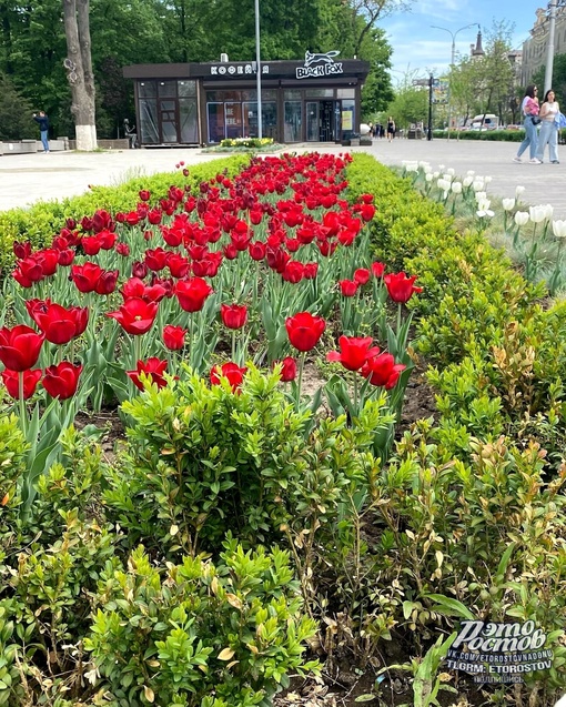 🌷 Тюльпаны возле парка..