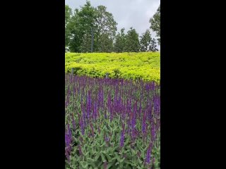 Видео: lentropina
Кто проспал поход
в Японский сад-
тот находит Красоту
в Волшебном парке!
💜🤗💜
Наступает..
