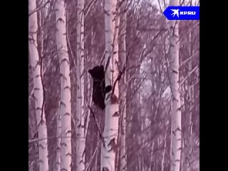 В Мошковском районе сотрудники минприроды и ветеринары помогли медвежонку, который застрял чайным грибом..