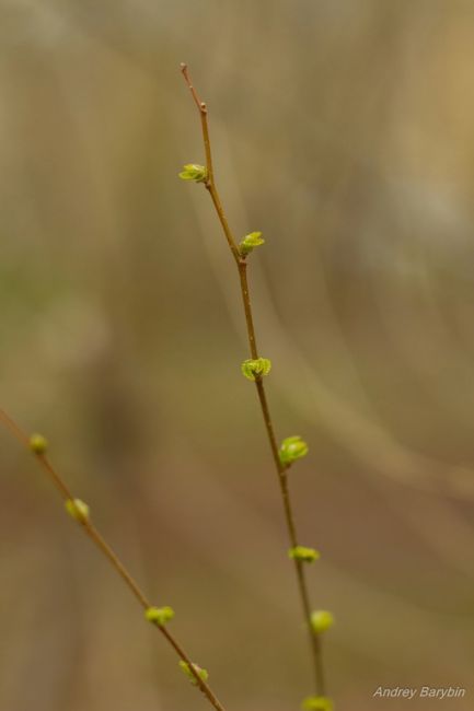 Весна.
Фото: Андрей..