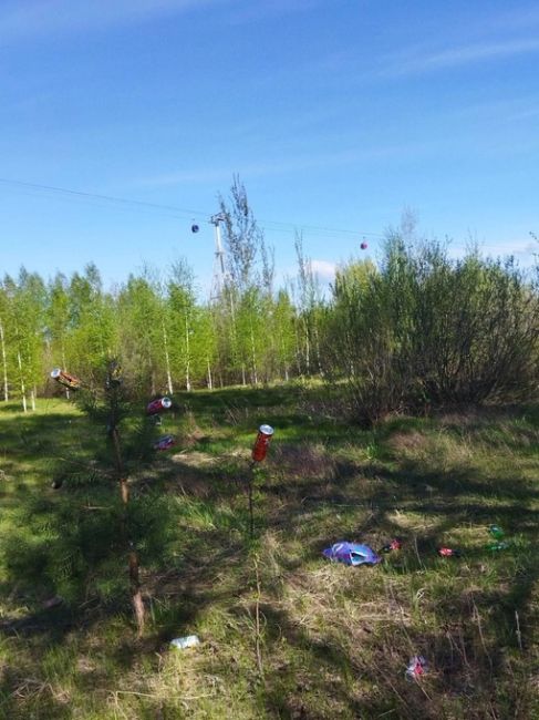 В лесопарке на Бору, судя по виду деревьев, кто-то отмечал алкогольный Новый год.
..