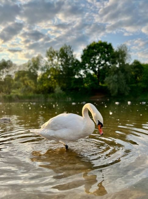 🦢Лебеди в ландшафтном парке Митино
 
Фото: Наталия..