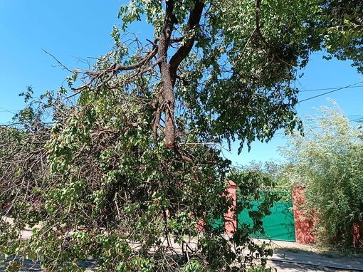 Шквалистый ветер в Ростове повалил 23 дерева и четыре металлоконструкции 25 мая, сообщили в администрации..