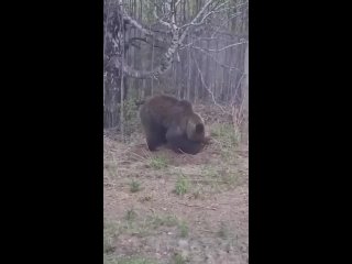 🐻 Под Лесосибирском местные жители заметили..