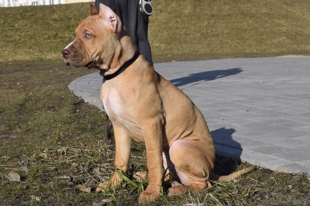 Суд назначил компенсацию юной петербурженке, покусанной питбулем

В феврале 2023 года собака по кличке Бес..