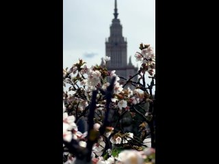 Сакура около МГУ. 

Видео..