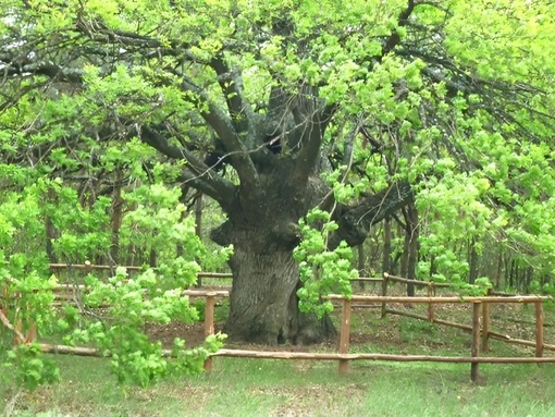 Волгоградский 440-летний дуб-великан из Шакинской дубравы претендует на звание «Российское дерево года»..