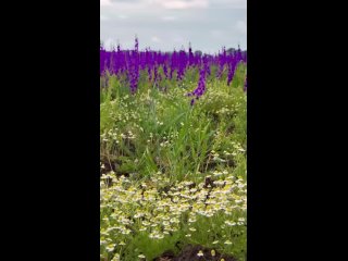 Доброго утра и хорошего настроения вам, друзья ❤
Автор видео:..