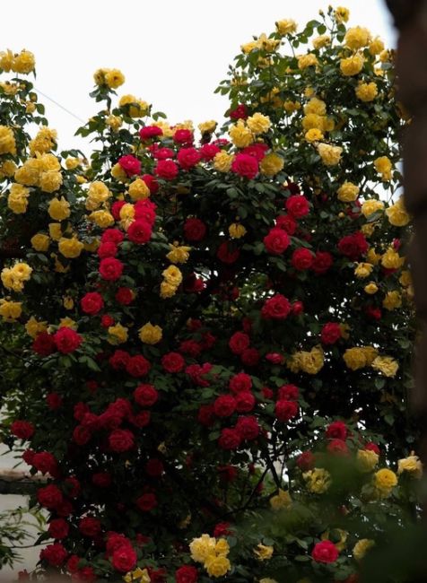 И снова прекрасные розы во дворике по Комсомольской, 41 — на этот раз от..