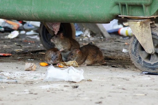 Жители Левенцовки пожаловались на крыс бегающих возле мусорных жбанов.

Из-за свалочных очагов, которые не..