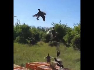 В Азовском районе в естественную среду выпустили 150 особей фазанов.

Мероприятие проходило под контролем..