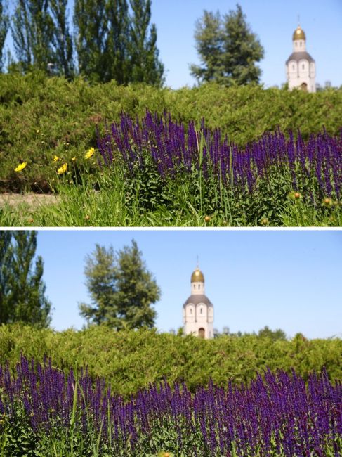 Чарующее разнотравье на Мамаевом кургане 🌿🍃

И это всего в нескольких шагах от асфальтированных дорожек.....