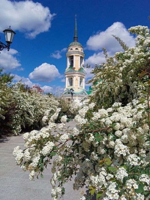 Спирея усыпала Воронеж белыми цветами

📷Ольга..