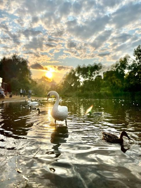 🦢Лебеди в ландшафтном парке Митино
 
Фото: Наталия..