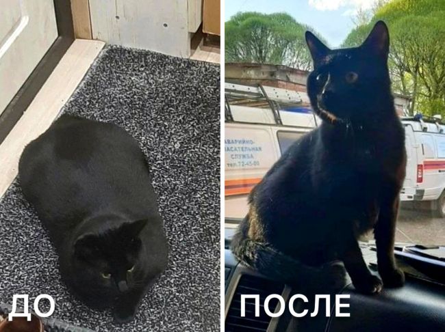 Итак, важные новости ☝🏻 Кот-спасатель из Волгограда по кличке Беляш сел на диету, чтобы вернуться к работе..