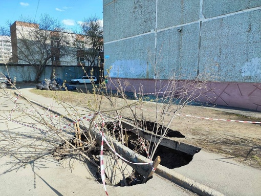 Высадка деревьев на Съездовской, 41 в Омске.

Как думаете приживутся или сразу шины от машин надо было..