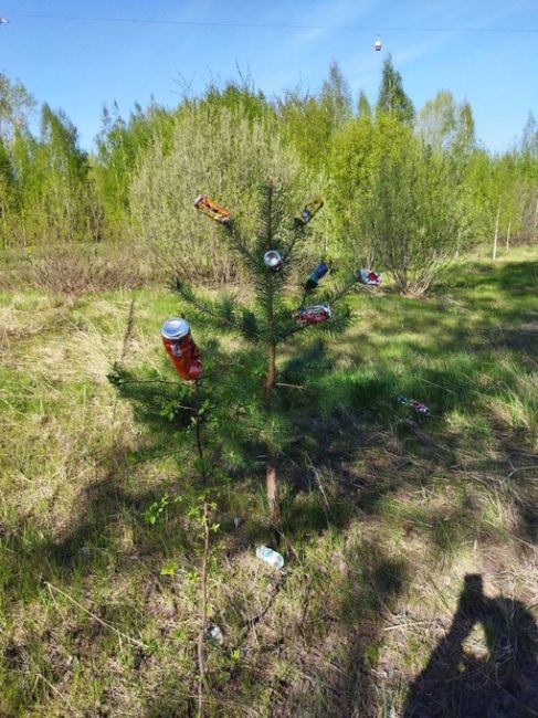 В лесопарке на Бору, судя по виду деревьев, кто-то отмечал алкогольный Новый год.
..