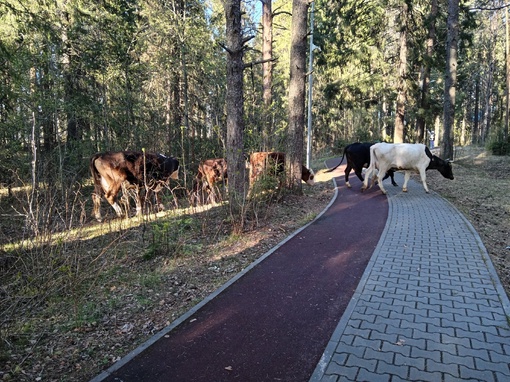 🐃 В Прикамье городской парк оккупировало стадо коров. Животные на самовыпасе были замечены в парке..