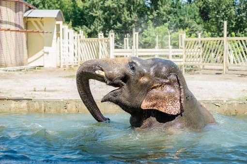 Индийскому слону Юме из зоопарка, сегодня, 8 мая исполнилось 19 лет

Юма еще вполне юн, потому что слоны живут..