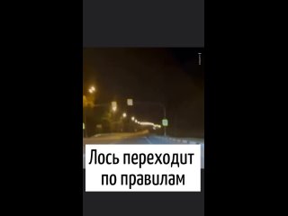 Этот лось из Подмосковья знает ПДД лучше, чем средний..