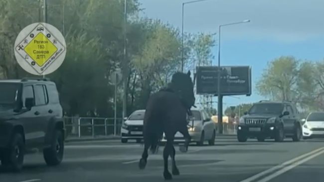 В Самаре полицейская лошадь устроила переполох на улице Ново-Садовой 

Гнедой захотелось домой

Конные..
