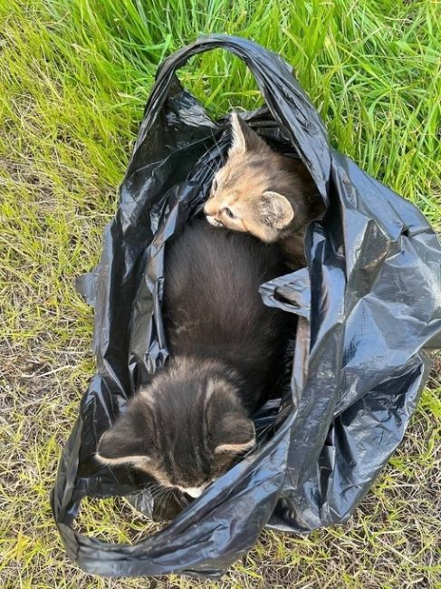 🗣️ В Новой Кузнечике неизвестный мужчина просто оставил на дорожке пакет с котятами. 

Испуганные малыши..