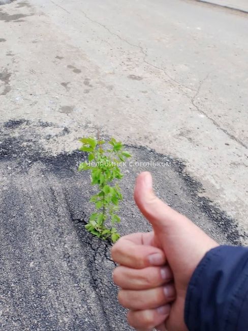 Асфальт в Челябинской области очень плодородный 😃

Можно выращивать всё что..