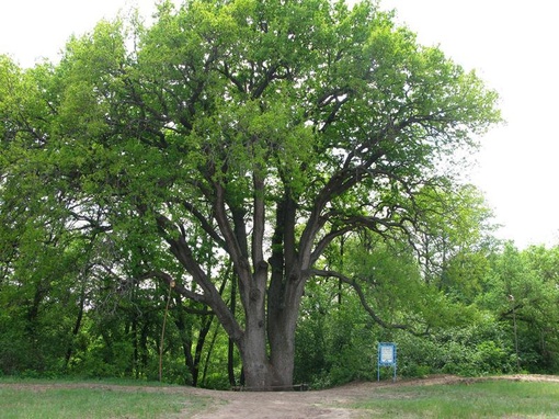 Дуб из Ростовской области может стать деревом года в России. 

188-летний дуб из Шолоховского района рядом со..