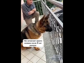 🐕 Пёс встретил своего хозяина после 3 лет разлуки..