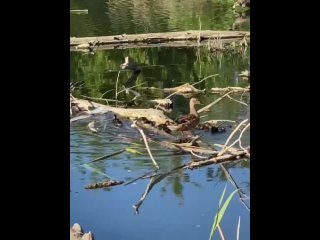 Семейство чудесных уточек в пруду в «Родниковой Долине» 🦆🦆🦆

Такие..