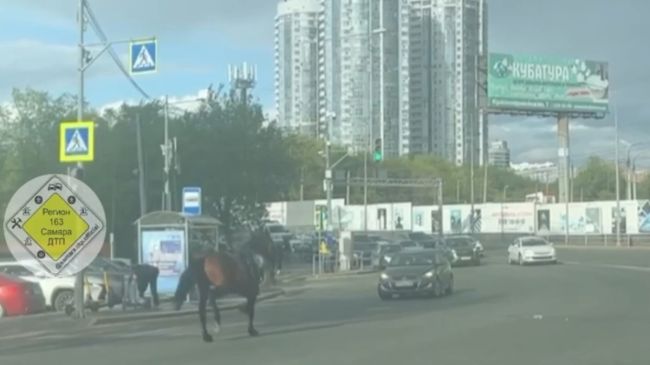 В Самаре полицейская лошадь устроила переполох на улице Ново-Садовой 

Гнедой захотелось домой

Конные..