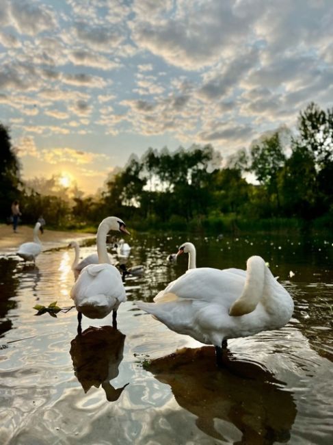 🦢Лебеди в ландшафтном парке Митино
 
Фото: Наталия..