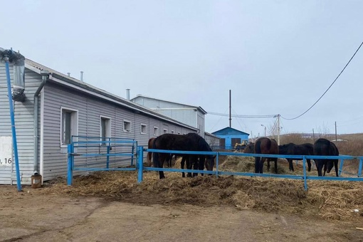 122 лошади живут в антисанитарных условиях в приюте "Мустанг". Прокуратура Емельяновского района нашла очень..