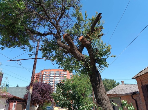 Шквалистый ветер в Ростове повалил 23 дерева и четыре металлоконструкции 25 мая, сообщили в администрации..