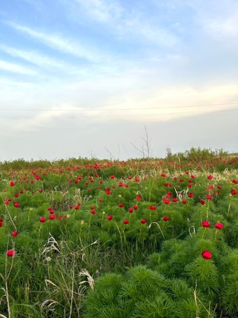 На севере Волгоградской области распустились лазоревые цветки 🌺

❤ Удивительной красоты красные пионы,..