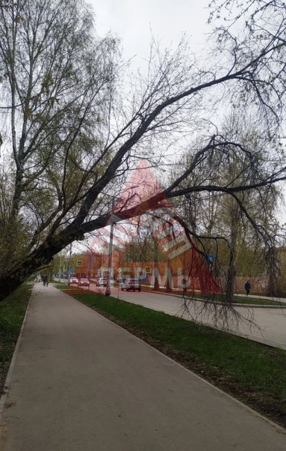 От подписчика 

ул. Баумана 8.
Падает дерево. Повисло над тротуаром и дорогой. Держится только на проводах...