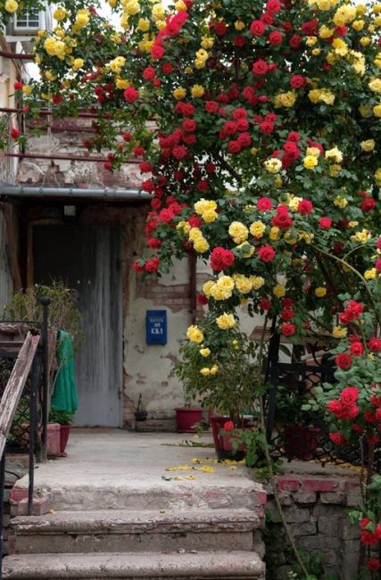 И снова прекрасные розы во дворике по Комсомольской, 41 — на этот раз от..