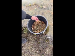 Рыбак выпустил в озеро Чебаркуль тазик раков с икрой

Видео: Арастун..