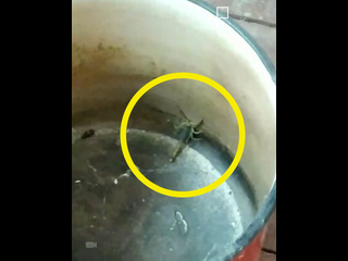 Вы не поверите, но в Дубовском районе в кастрюлю к местной жительнице заполз скорпион, занесённый в Красную..