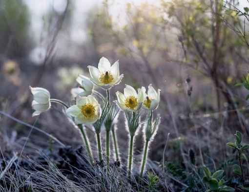 Хрупкая красота в объективе красноярского фотографа 📸🌸

Снимки первоцветов сделала Марина Фомина на..