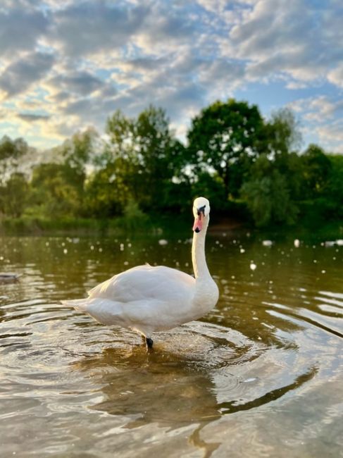 🦢Лебеди в ландшафтном парке Митино
 
Фото: Наталия..